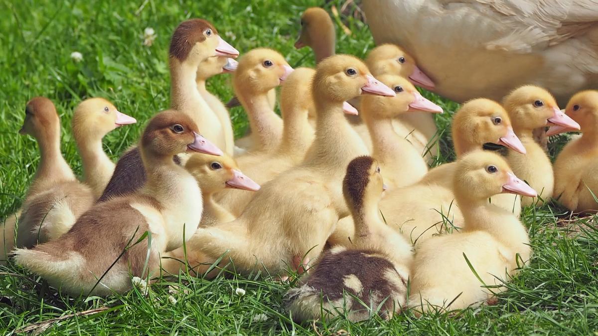 Seit März hat die Geflügelpest NRW erreicht und jetzt auch den HSK. von Pixabay.com