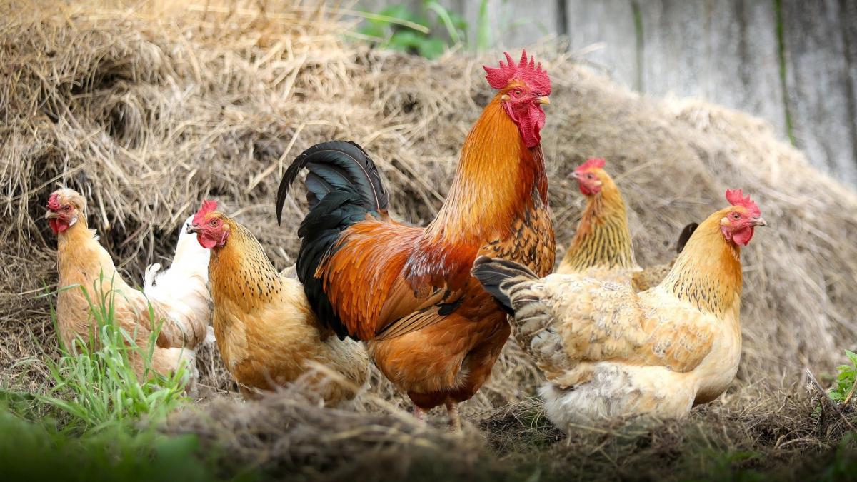 Symbolfoto für Geflügel und Hühner. von pixabay.com