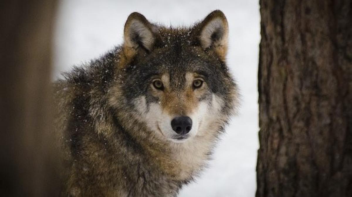 Der Wolf ist nun auch in Lennestadt angekommen. von pixabay.com