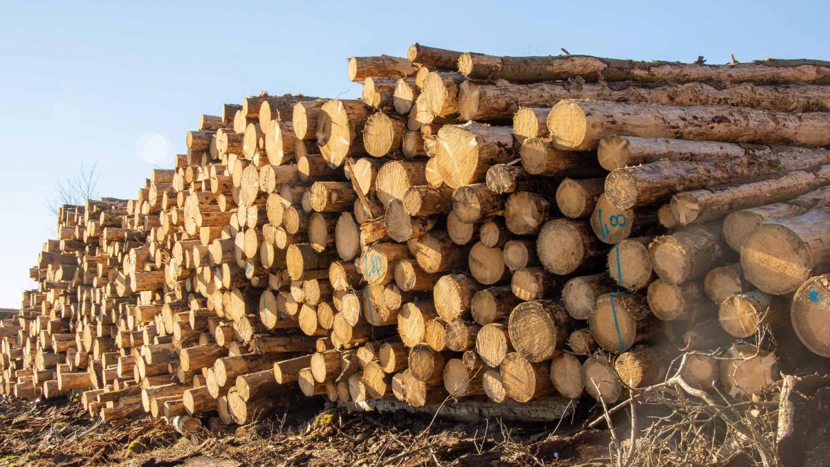 Der Nadelholzeinschlag hat sich mehr als verdoppelt. Trotz großer Mengen steigen aber die Preise, da es sich größtenteils um Schadholz handelt. von Nils Dinkel