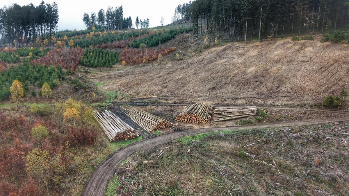 Ein Bild der Zerstörung: Der Borkenkäfer hat in weiten Teilen die jahrzehntelange Arbeit der Waldbauern zerstört. von Nils Dinkel