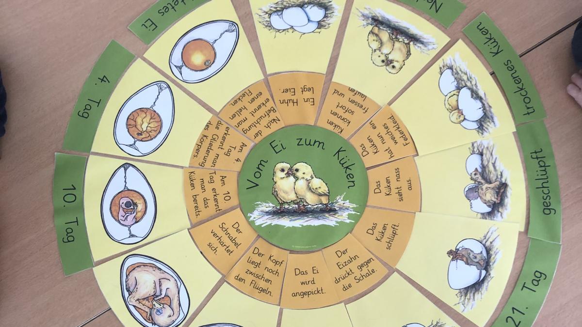 Im Heggener Kindergarten „St. Josef“ dreht sich im Moment viel um das Thema „Vom Ei zum Küken“. von privat