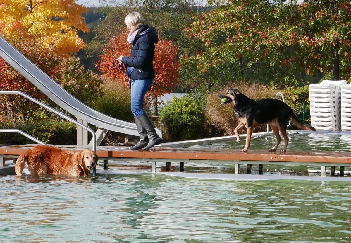 Das erste Hundeschwimmen im Freibad Olpe fand im Oktober 2020 statt. von Sofia Isphording