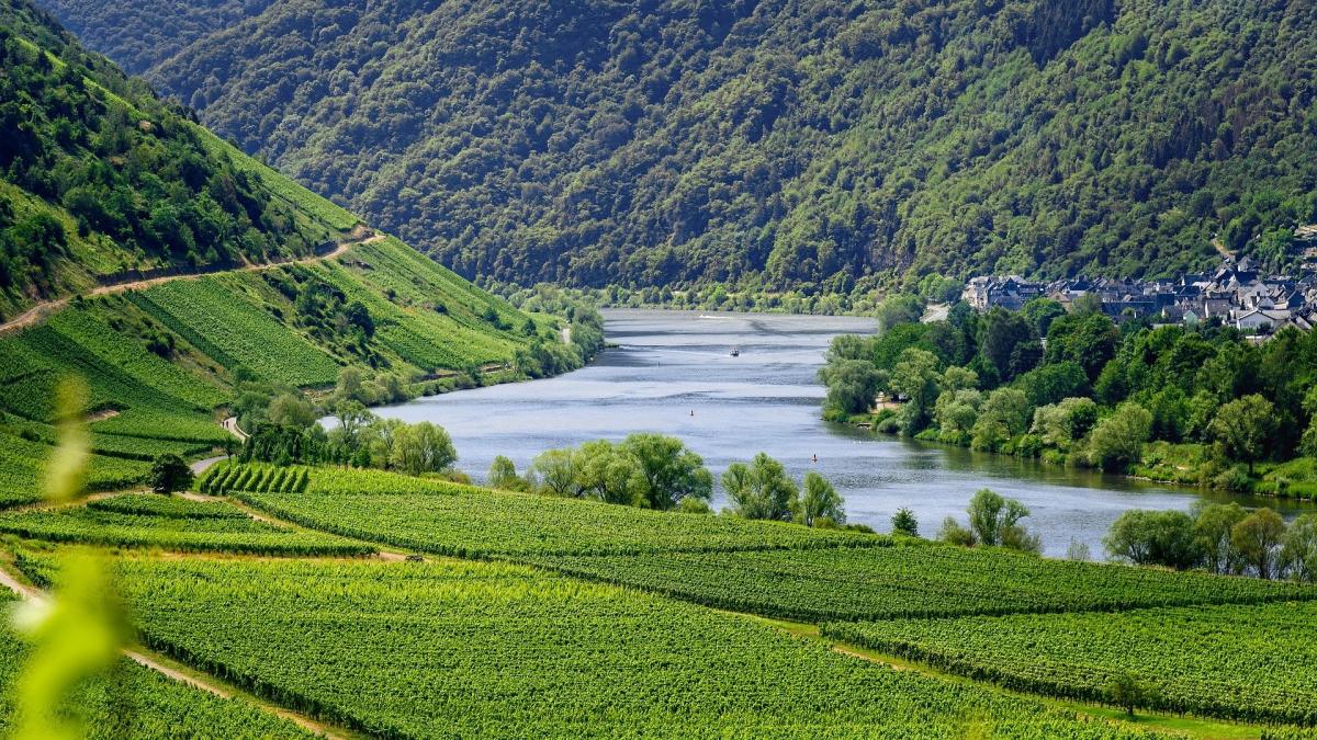 Damit das Weingut Peter Lingen in Bad Neuenahr-Ahrweiler weiter existieren kann, sammelt der Schützenverein Spenden für die von der Flutkatastrophe betroffene Winzerfamilie. von Symbolfoto Pixabay