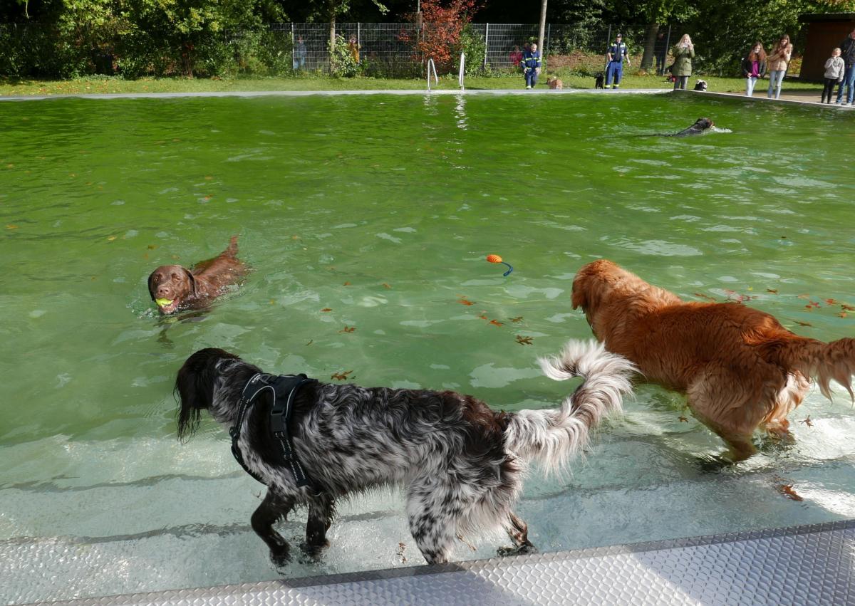 Erstes Hundeschwimmen im Freibad Olpe im Herbst 2020. von Sofia Isphording