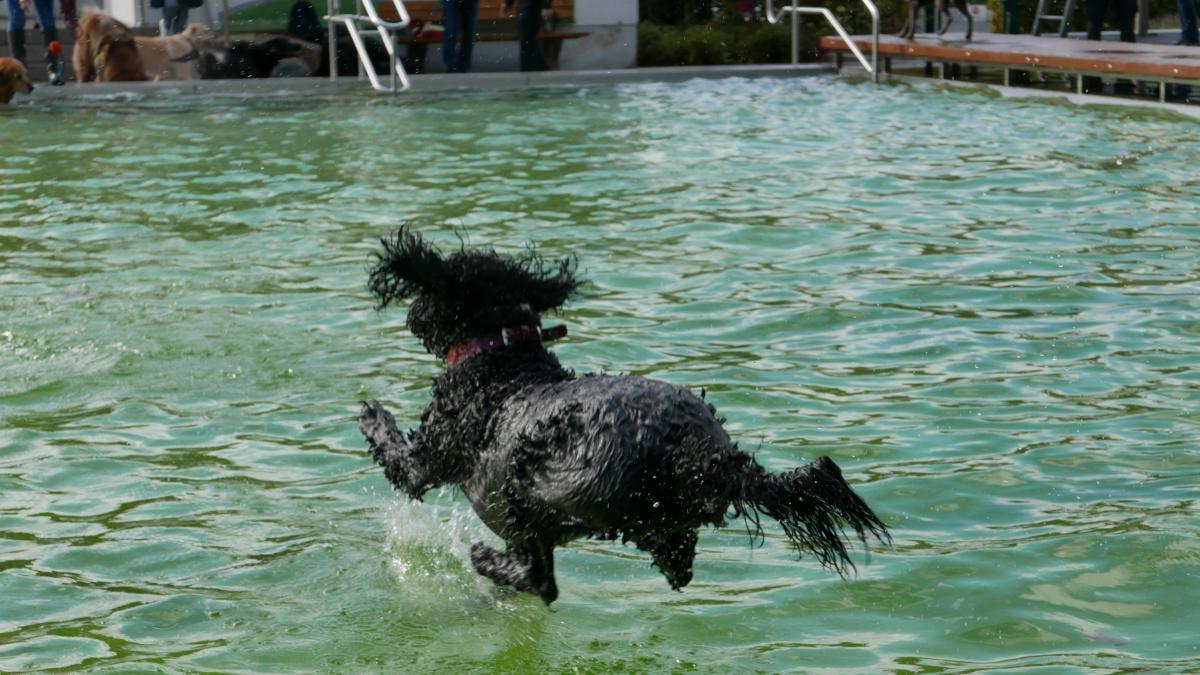 Ein Foto vom ersten Hundeschwimmen im Freibad Olpe im Herbst 2020. von Sofia Isphording