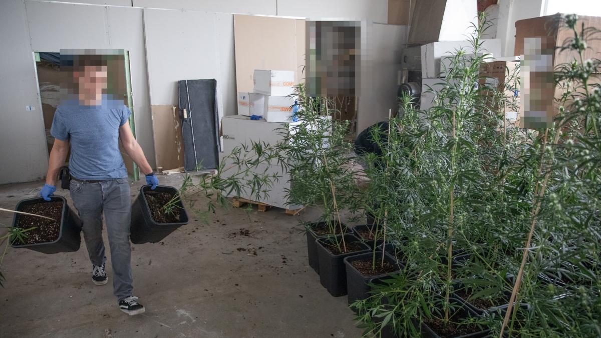 Die Polizei vernichtet hunderte Marihuanapflanzen. Den Ermittlern ist ein Coup gelungen: Der Straßenverkaufswert liegt im sechsstelligen Bereich. von Kai Osthoff