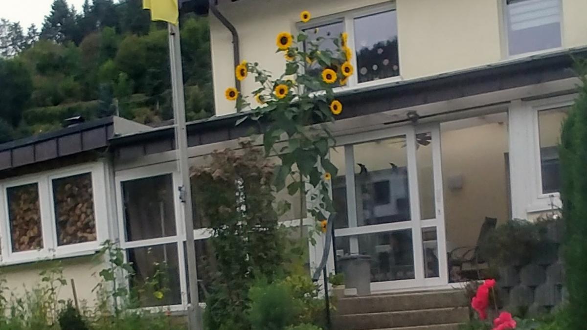 Eine 3,95 Meter hohe Sonnenblume steht im Garten von Familie Hömberg in Oberelspe. von privat