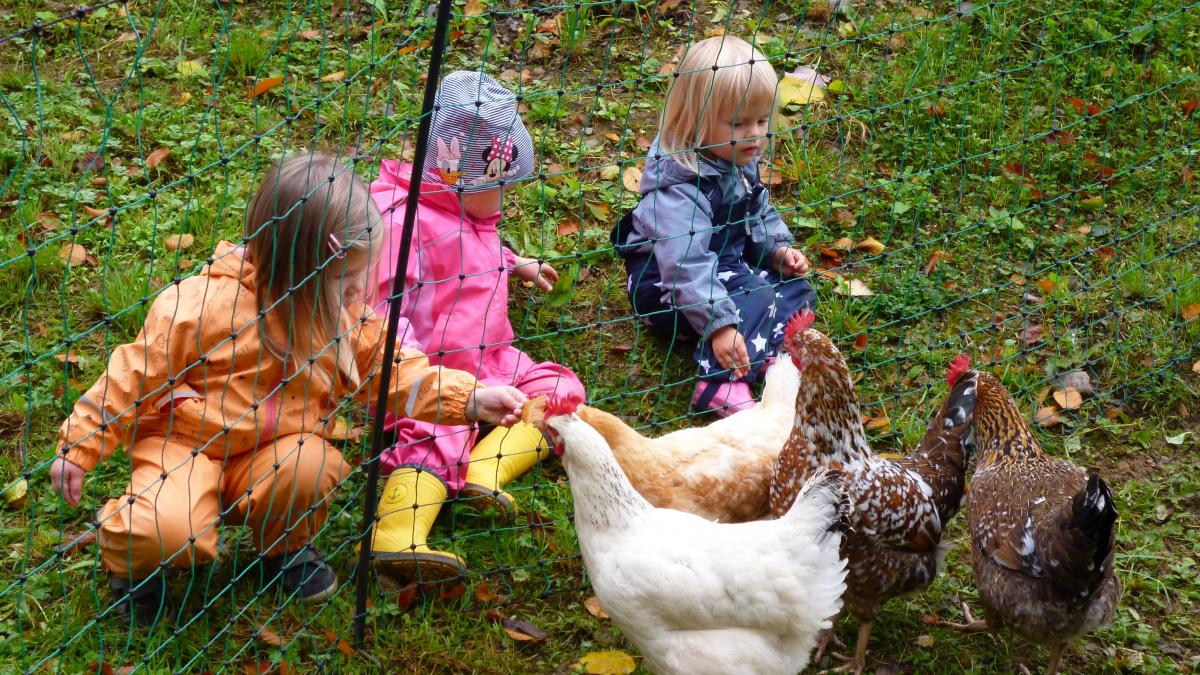 Die Kinder fütterten die Hühner. von privat