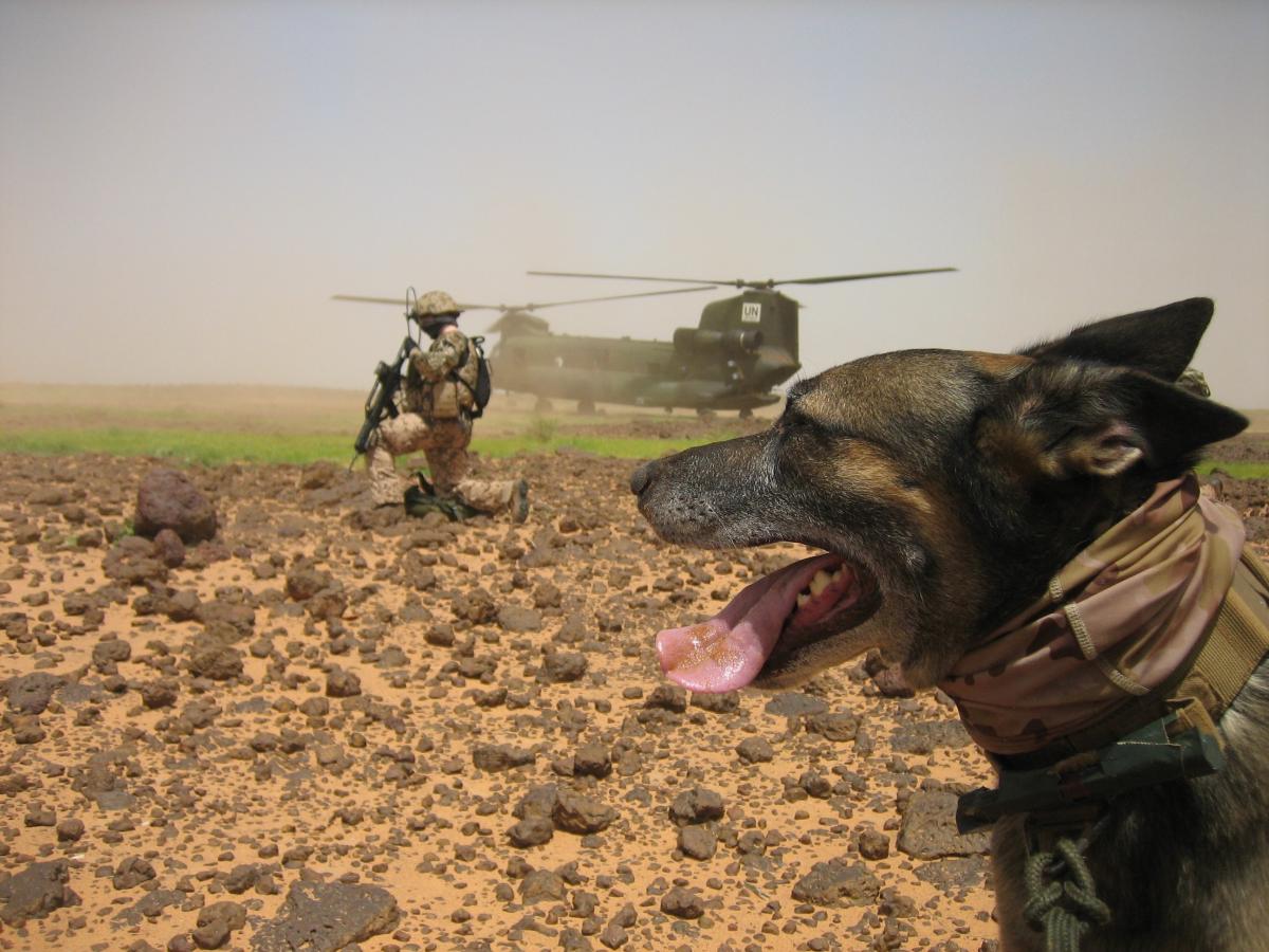  von Alexandra Wey, SDstHundeBw