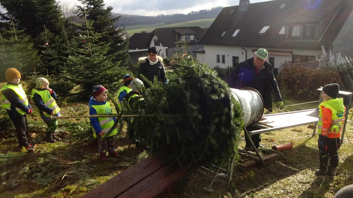 Die Kinder des St. Antonius-Kindergartens Iseringhausen suchten sich den schönsten Weihnachtsbaum aus. von privat