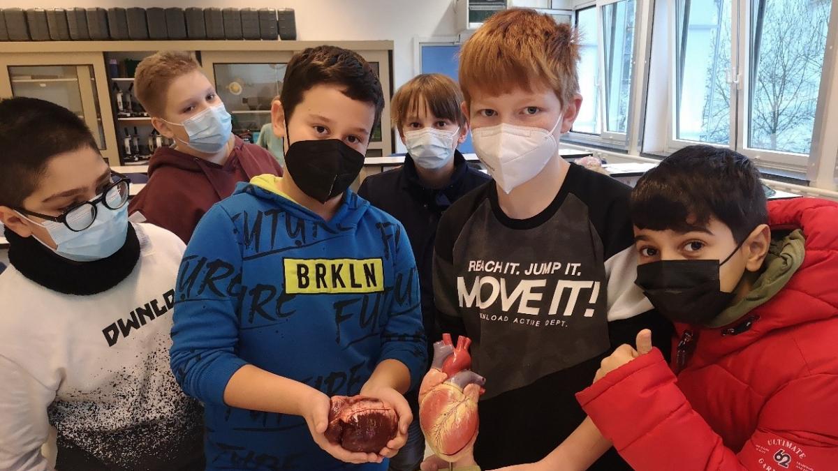 Die Schüler Veysel, Justin, Shaqir, Leon, Jaron und Kerem der Klasse 5a vergleichen ein Schweineherz mit einem Modell. von privat