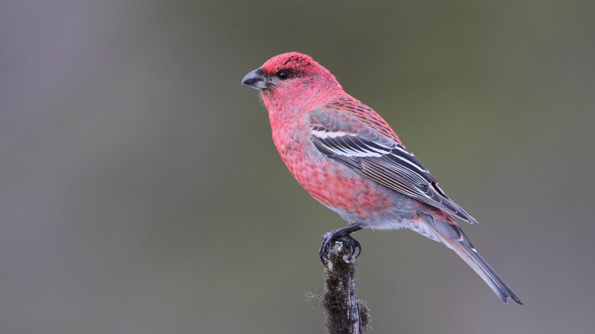 Der Hakengimpel wird im Kreis Olpe eher nicht anzutreffen sein. Dennoch hoffen die Vogelfreunde des NABU bei der jährlichen Zählung wieder auf rege Beteiligung. von NABU/C. Moning