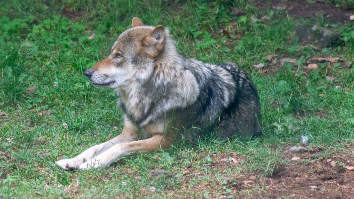 LANUV nennt Details zu Wolfssichtungen in Drolshagen