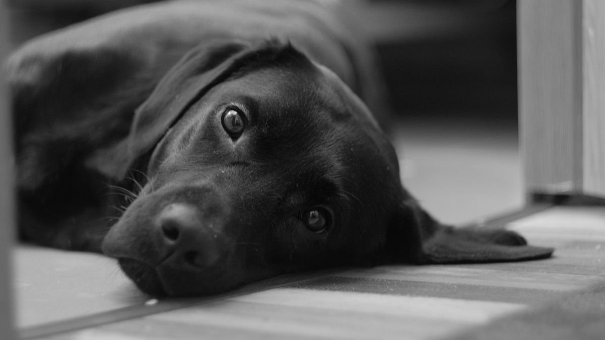 Symbolfoto für Hunde. von Pixabay.com