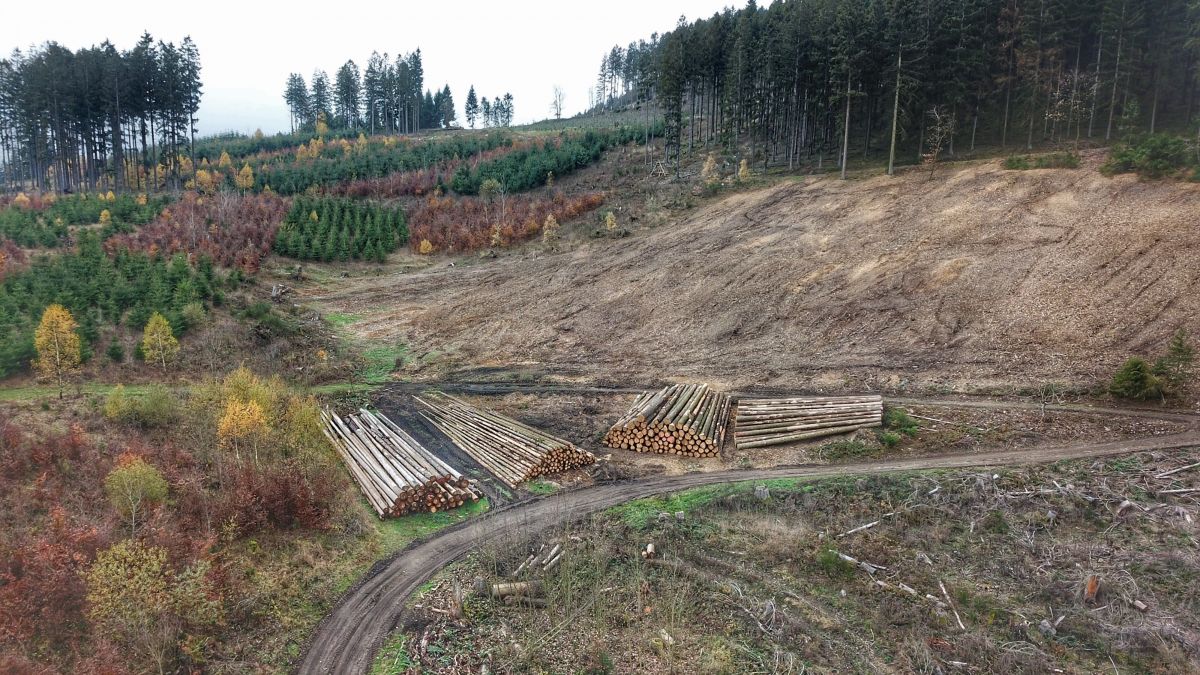 Ein Bild der Zerstörung: Der Borkenkäfern hat in weiten Teilen die jahrzehntelange Arbeit der Waldbauern zerstört. von Nils Dinkel