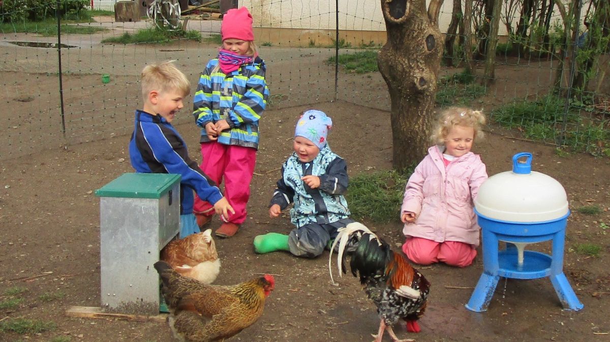 Der Kindergarten Germinghausen hatte jetzt für zwei Wochen Hühner zu Besuch. von privat