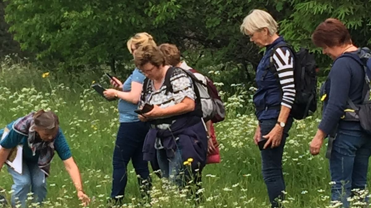 Orchidee, Weißes Waldvöglein und Wilde Kamille. Die Kräuterfrau Doris Wirtz erläutert die Heilwirkung der Wildkräuter. von privat