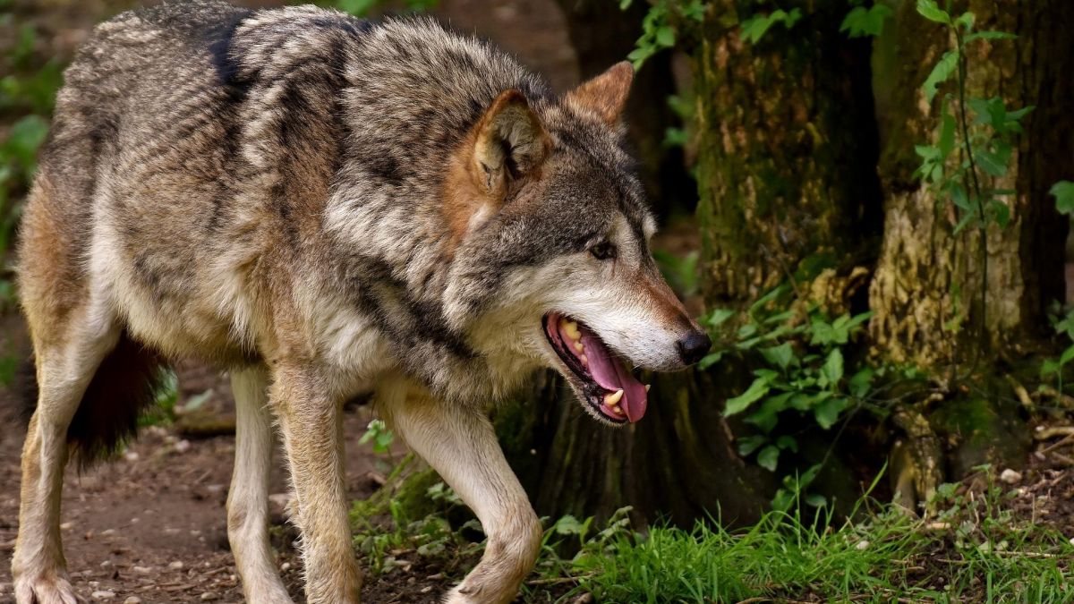 Ein Wolf in freier Natur. von Pixabay.com