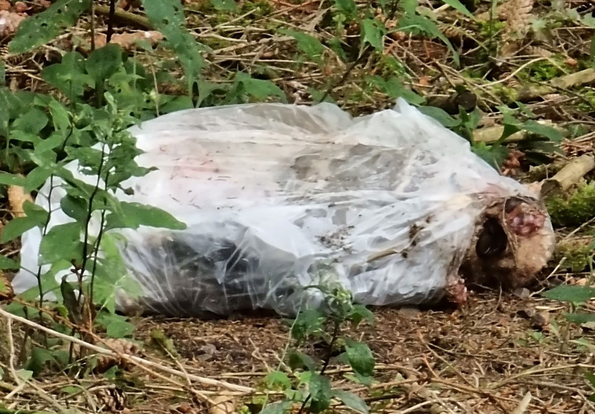 In den Säcken waren Reste von Schafen. von privat