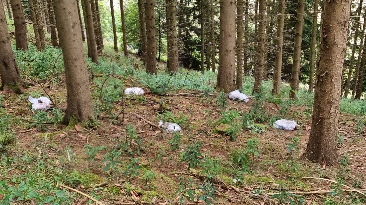Die fünf Müllsäcke im Wald bei Grevenbrück. von privat