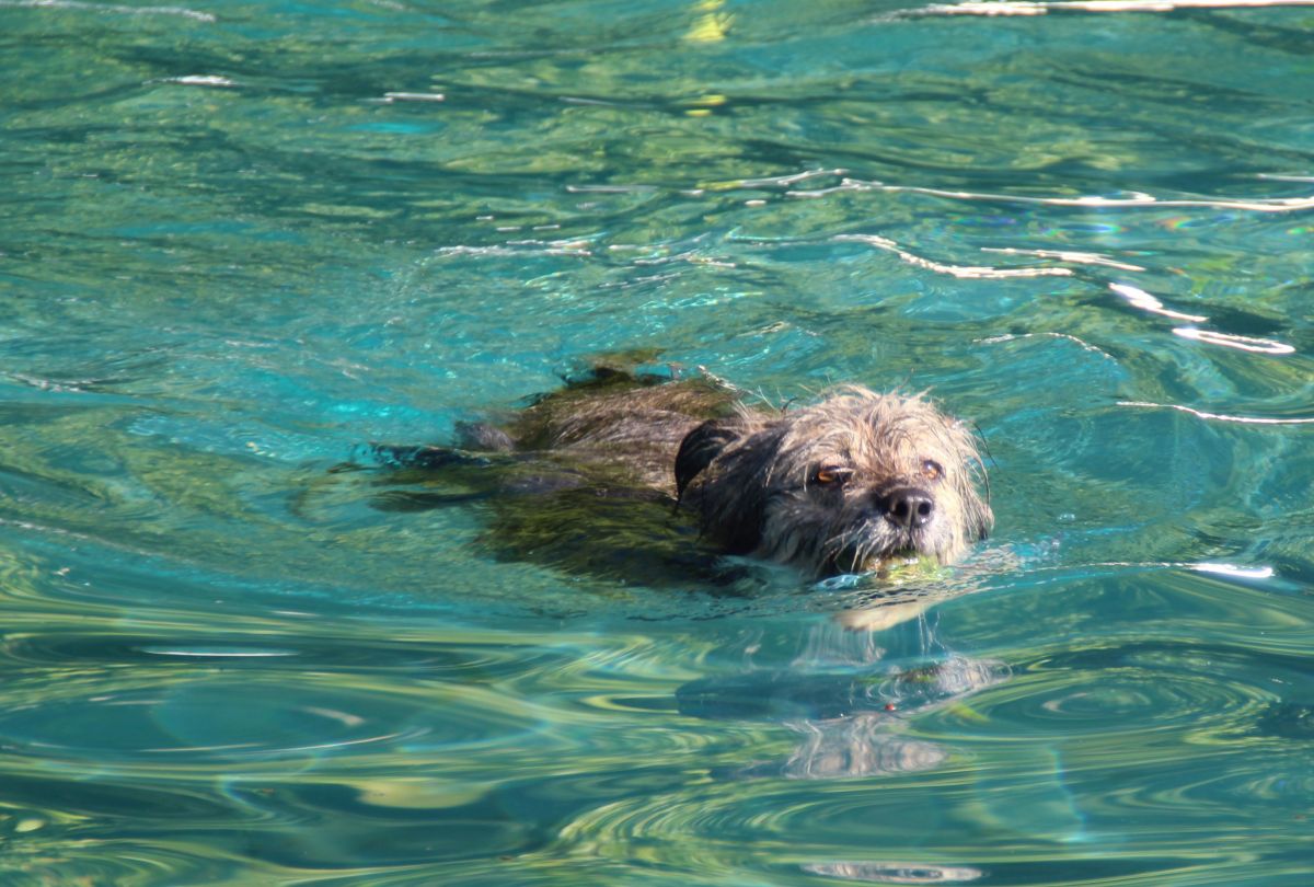Viele Hunde lieben das Wasser und darin zu schwimmen. von Lorena Klein