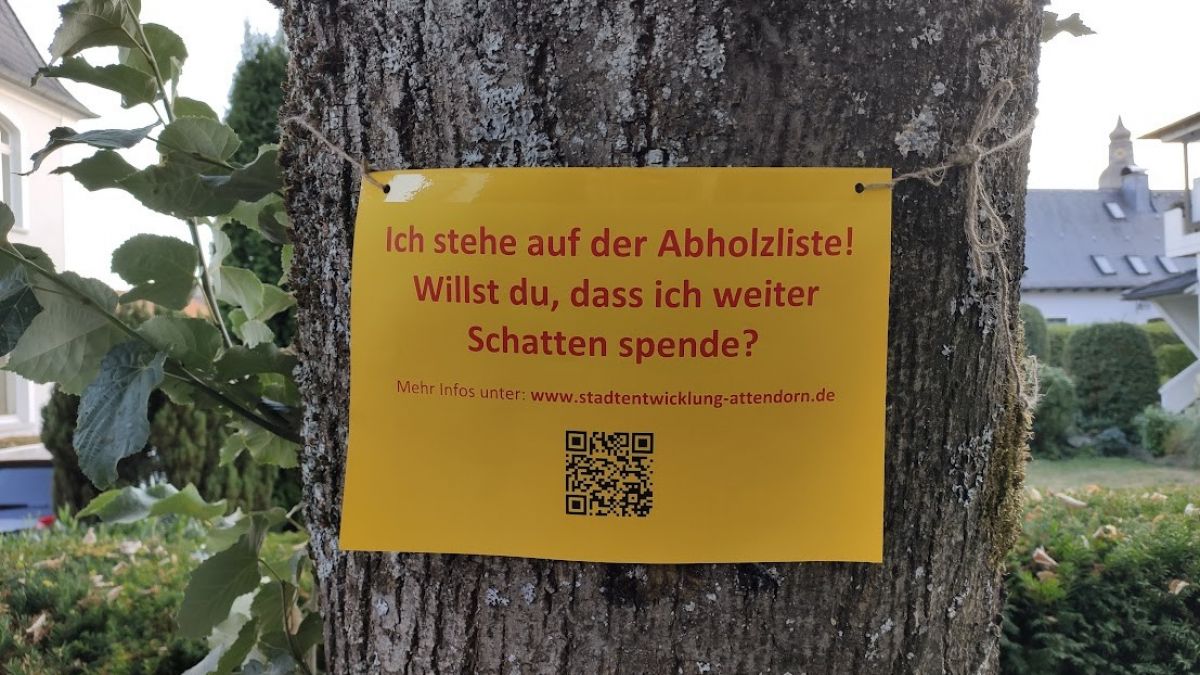 Attendorner Wall: 30 Bäume bleiben nun doch erhalten