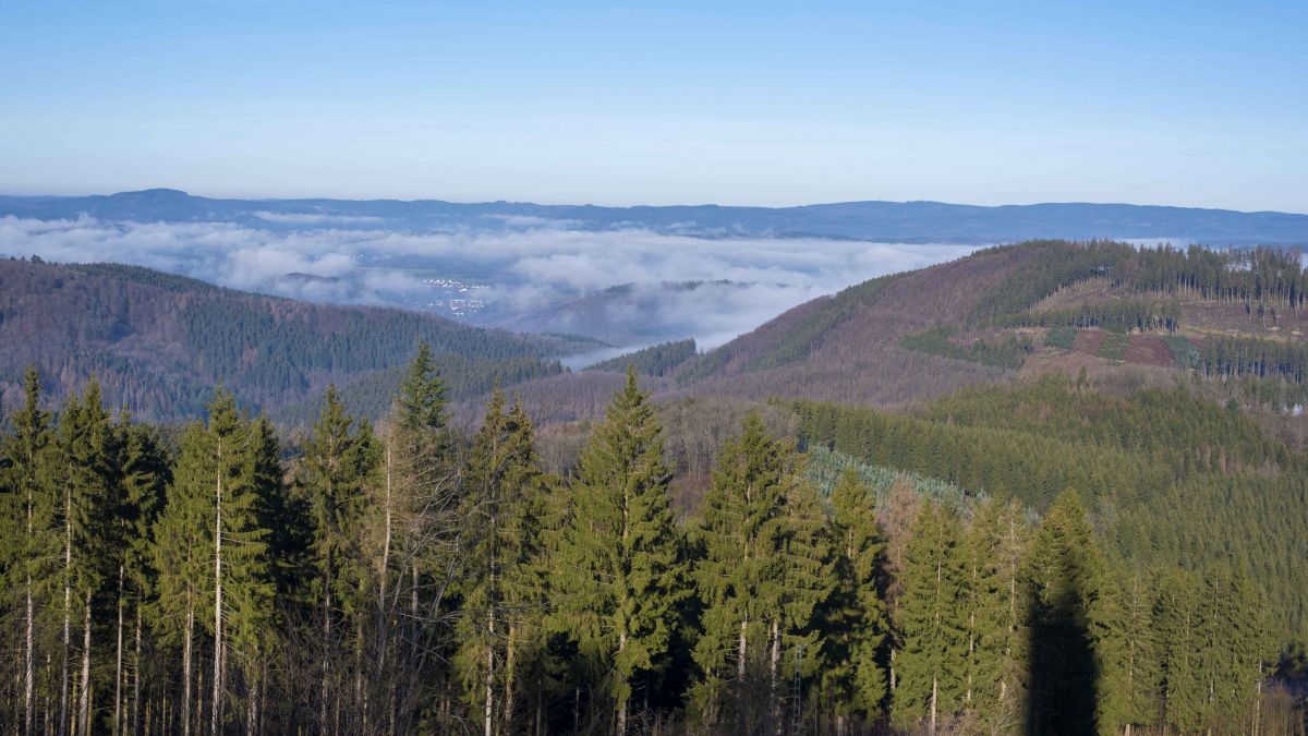 Vom 16. bis 18. September finden die Deutschen Waldtage statt. von Nils Dinkel