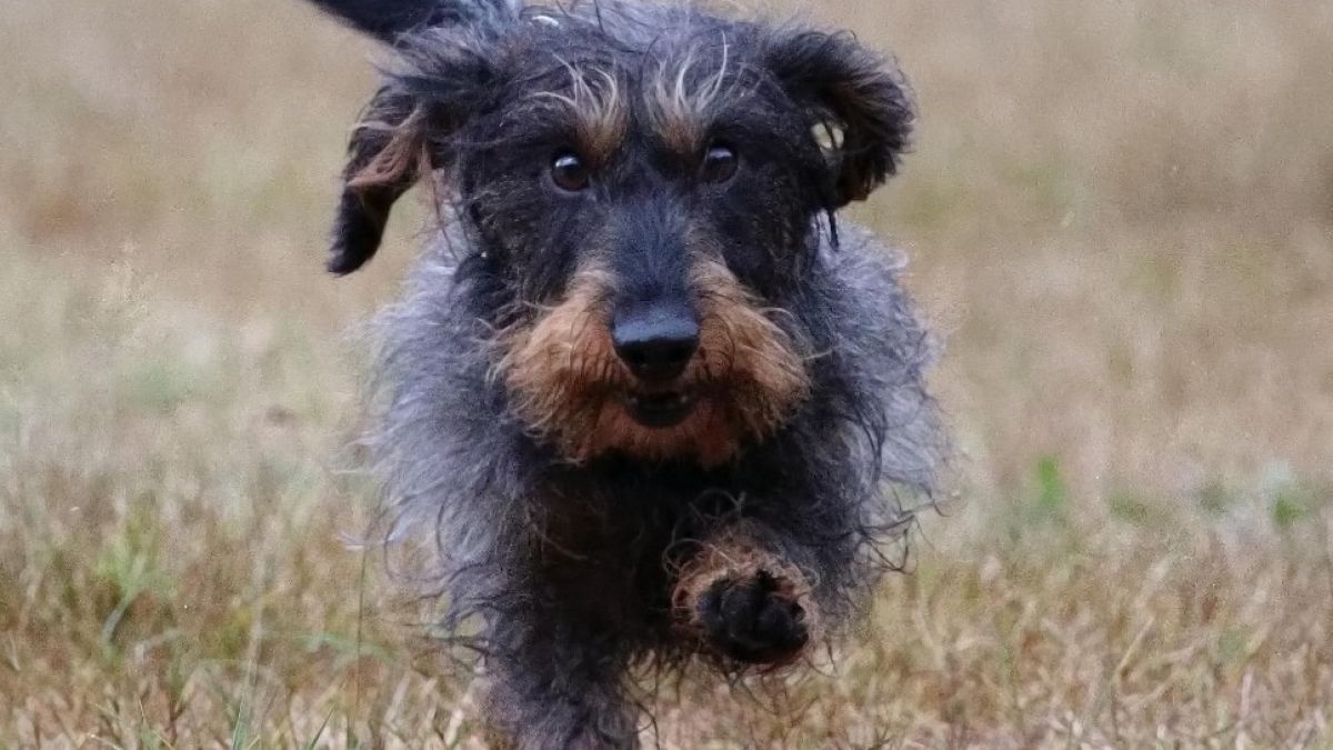 Ein Hund beim Rennen in Olpe. von Nickis Photography