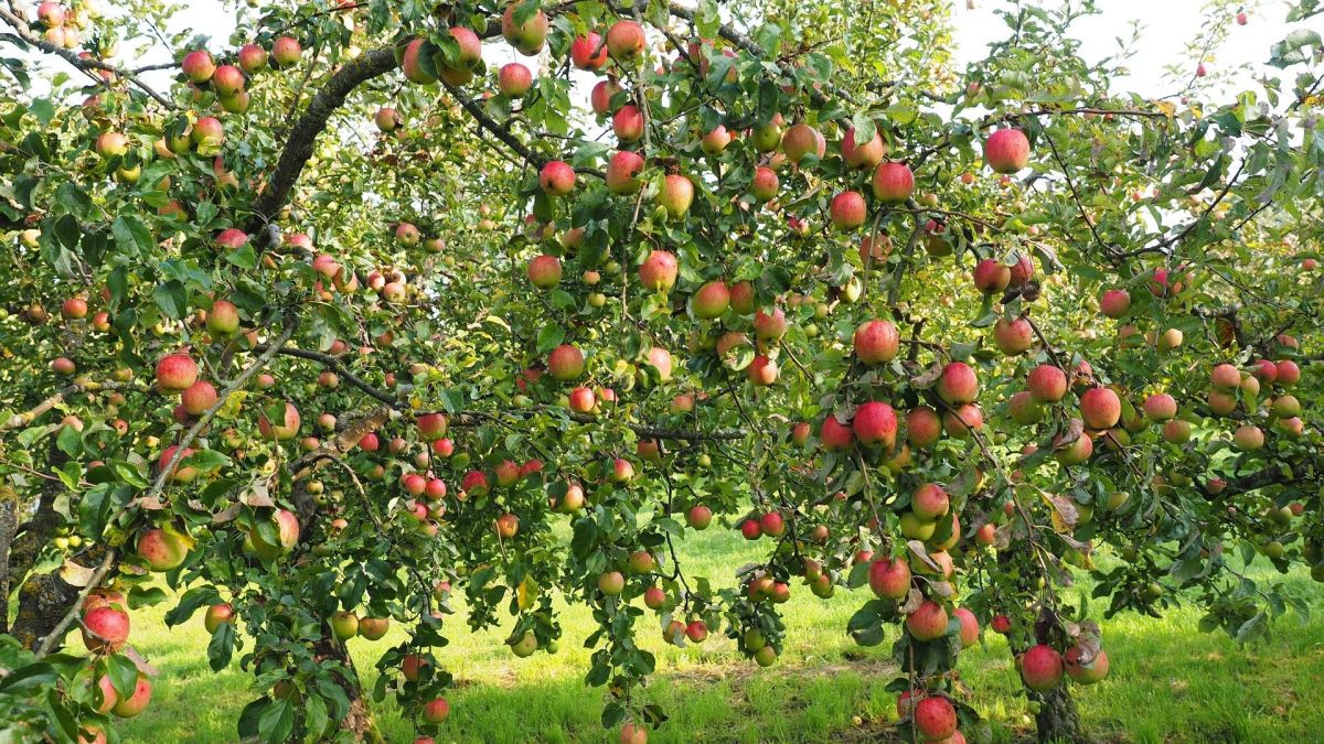 Viele Apfelbäume tragen in diesem Jahr besonders viele Früchte. von Pixabay.com