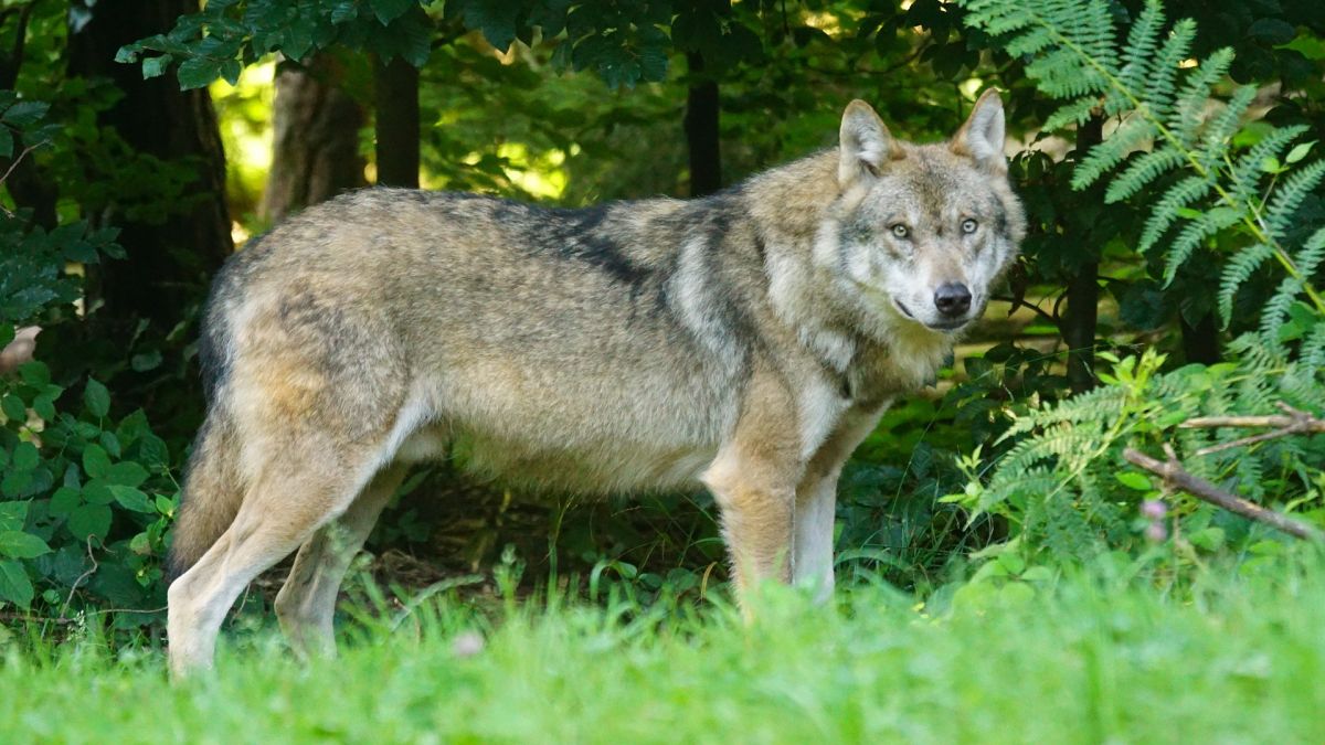 Ein Wolf am Waldrand. von Pixabay.com