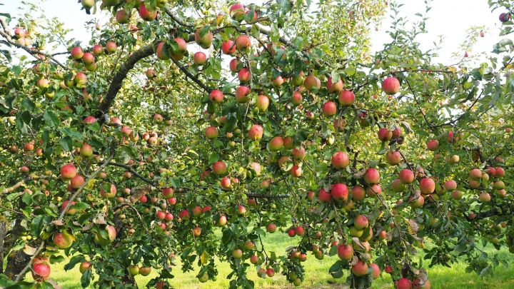 Viele Apfelbäume tragen in diesem Jahr besonders viele Früchte. Am GymSL können sie jetzt zu...