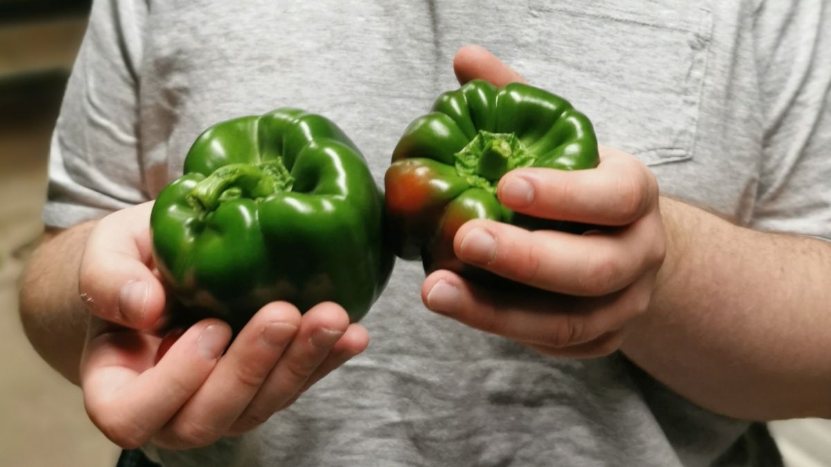 Das erste Gemüse konnte jetzt geerntet werden. von privat