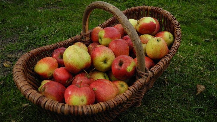 Aus 1,3 Tonnen gesammelter Äpfel wurden mehr als 1.000 Flaschen Apfelsaft, die auf dem Olper...