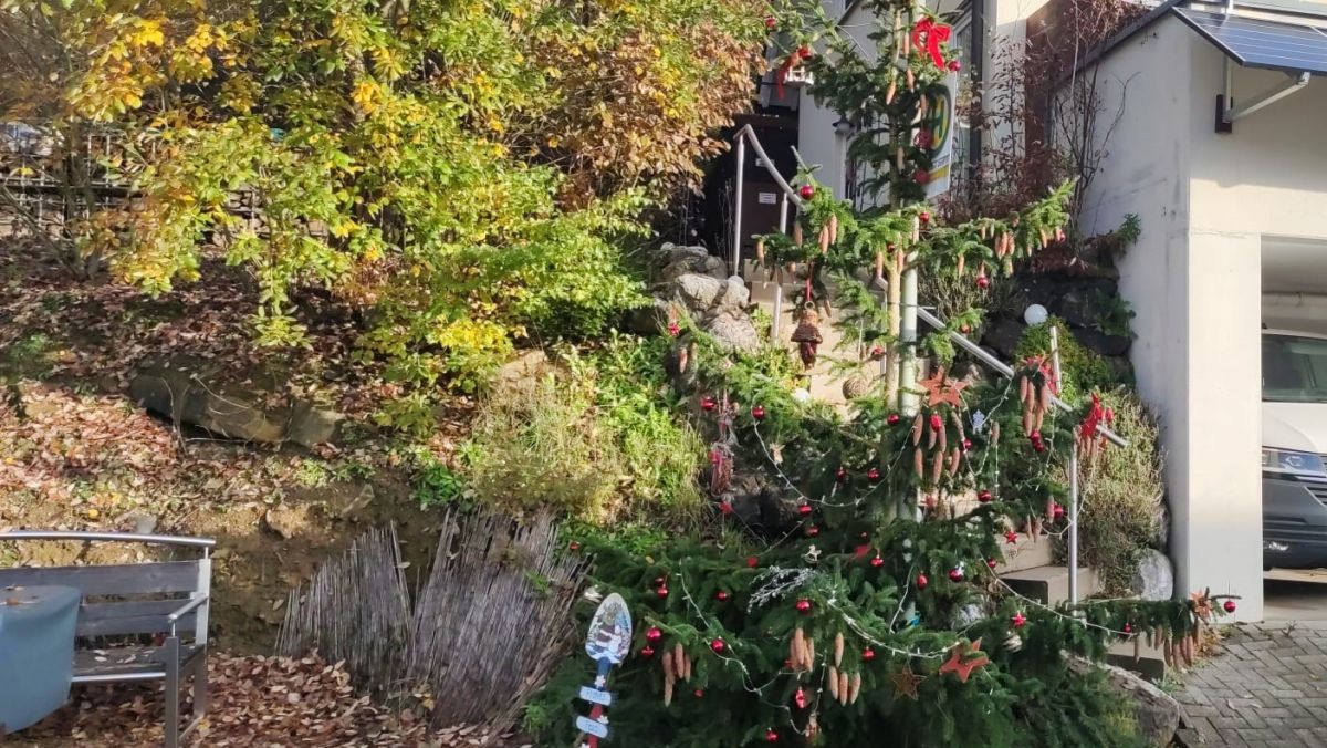 Da steht er wieder, der prächtige Weihnachtsbaum an der Steinkuhle - diesmal in Nachbars Garten groß geworden und gefällt. von privat