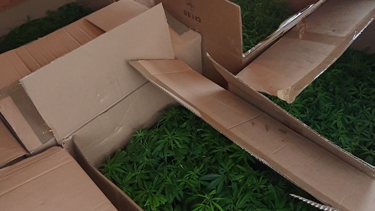Die Kartons mit den Marihuana-Setzlingen. von KPB Märkischer Kreis
