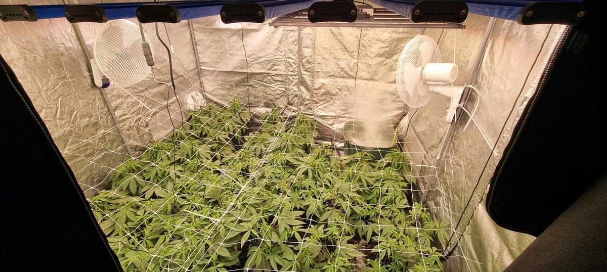 Die Polizei eine Marihuanaplantage mit etwa 300 Pflanzen. von Polizei Dortmund