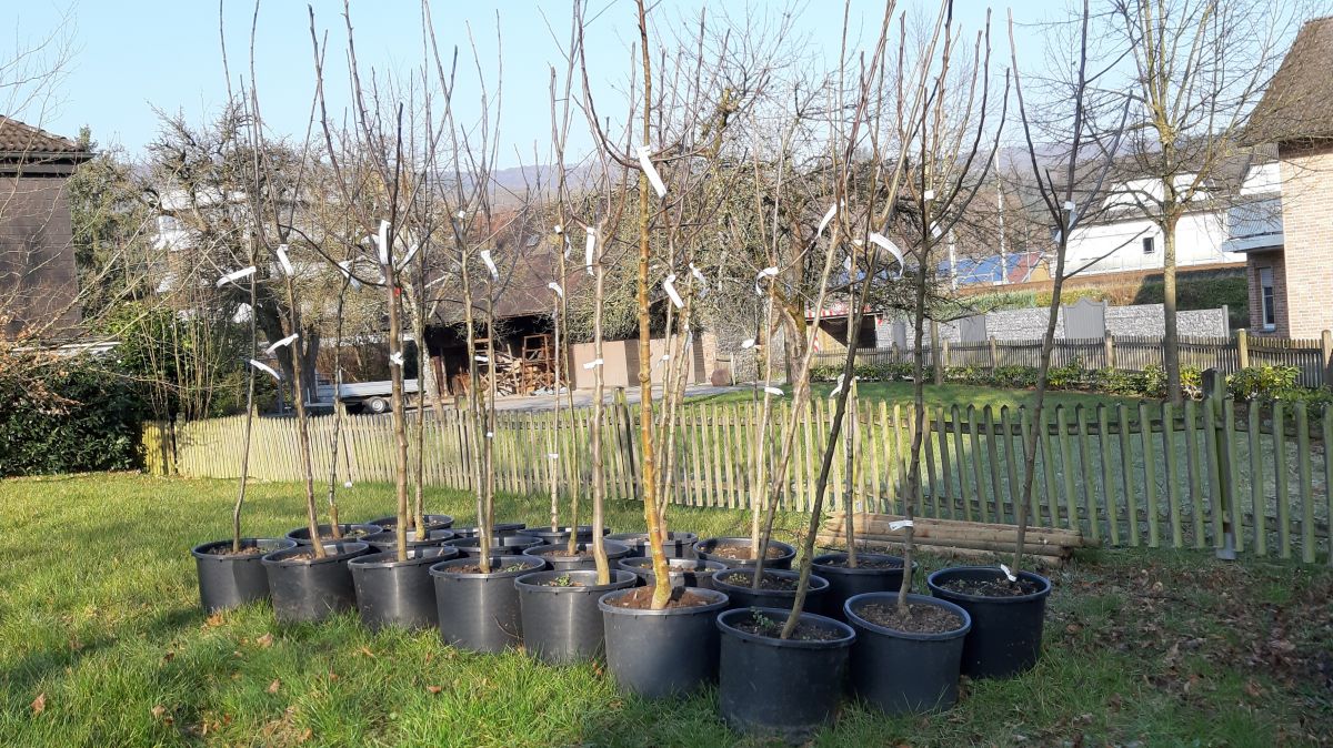 Wer Interesse hat, einen der Bäume zu pflanzen, kann sich beim Heimatverein Lenhausen melden. von privat