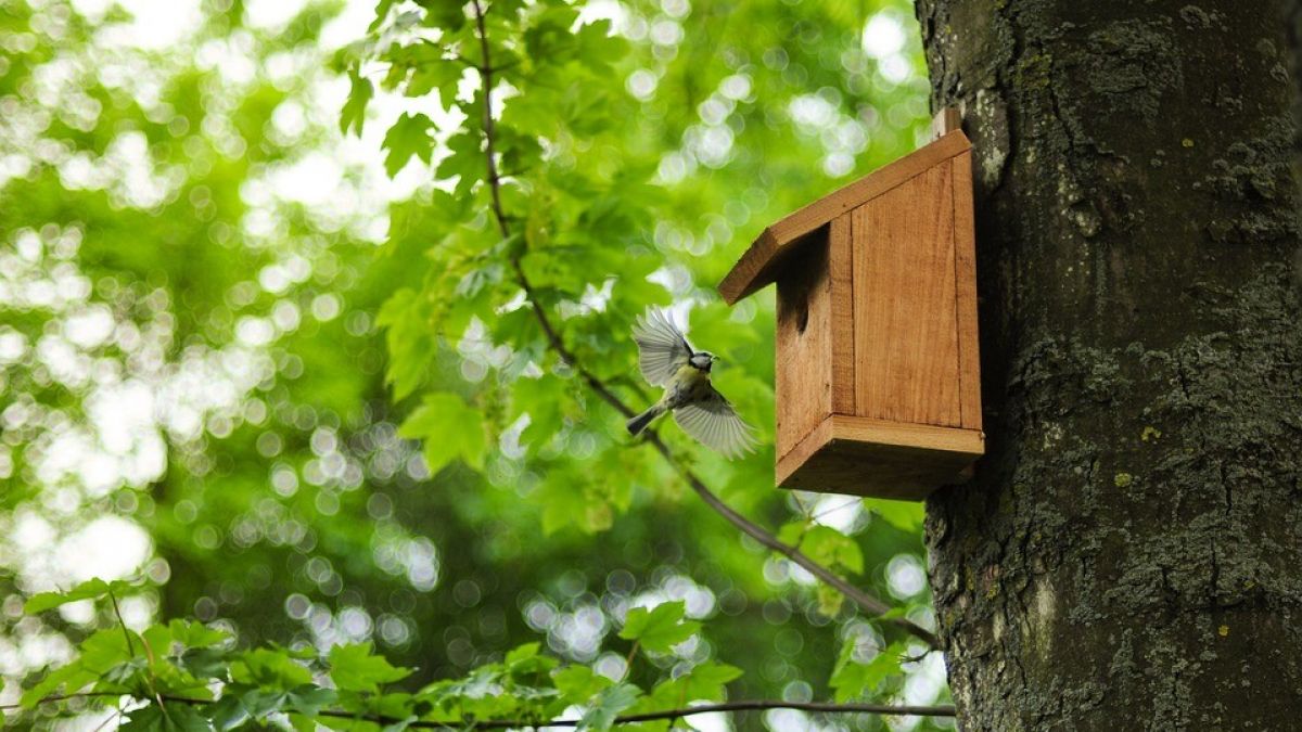 Die Arbeitsgruppe Nistkästen aus Serkenrode bietet heimischen Vogelarten eine sichere Brutstätte. von Pixabay / Symbolfoto