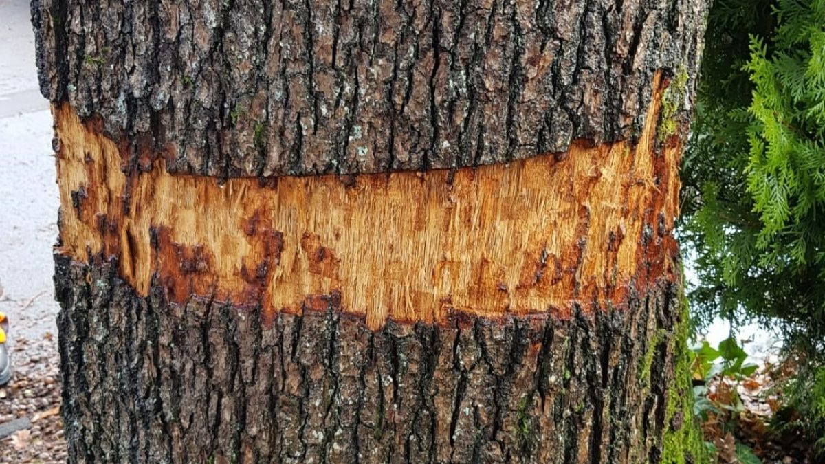 Unbekannte beschädigten eine 70 bis 80 Jahre alte Stieleiche in Möllmicke. Sie muss wohl gefällt werden. von Gemeinde Wenden