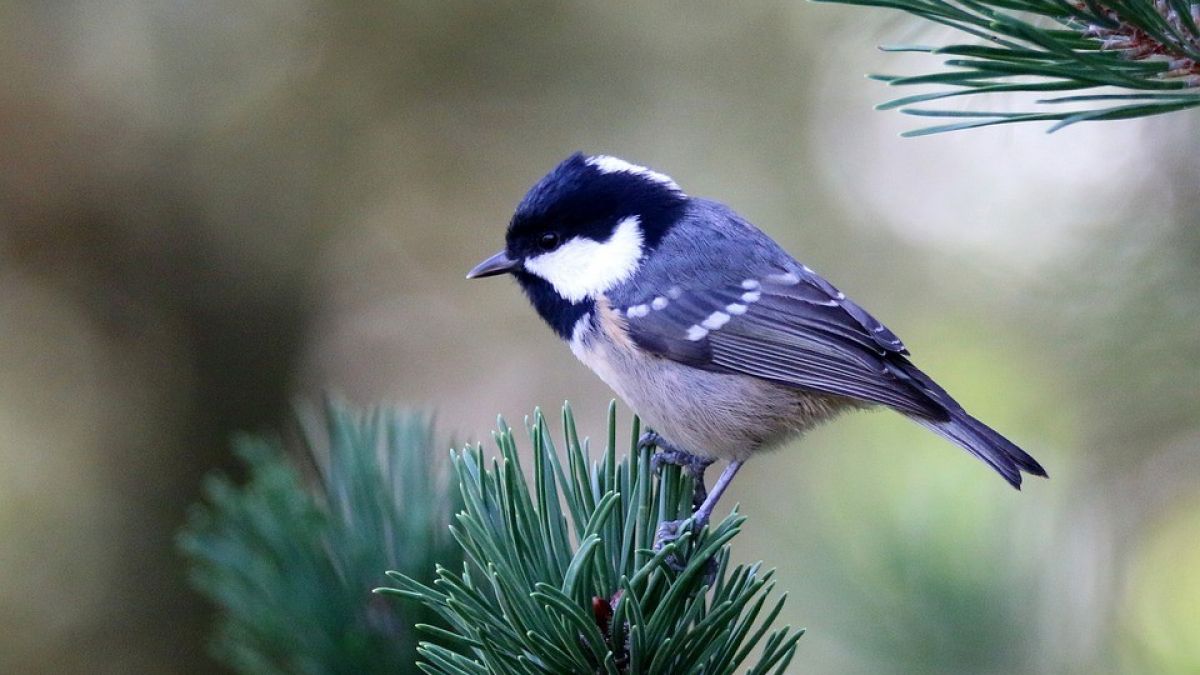  von Pixabay / Symbolfoto