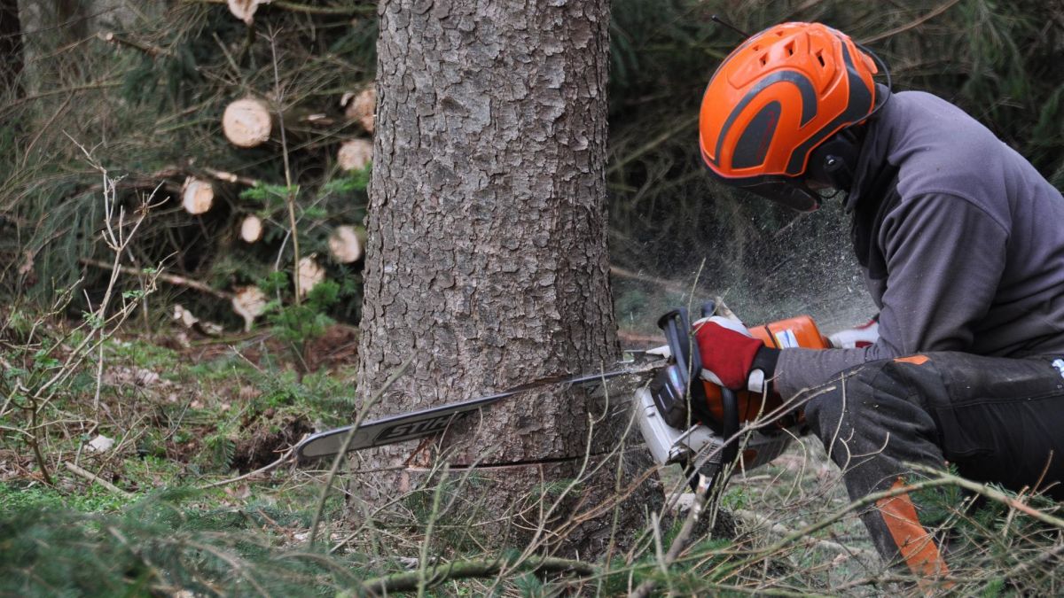 Syxmbolfoto Baumfällung von privat