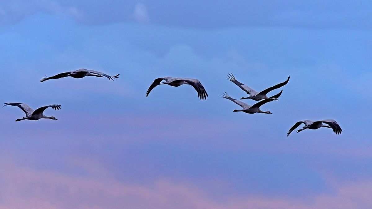 Im Frühjahr und Herbst fliegen die Zugvögel über Deutschland. von Pixabay