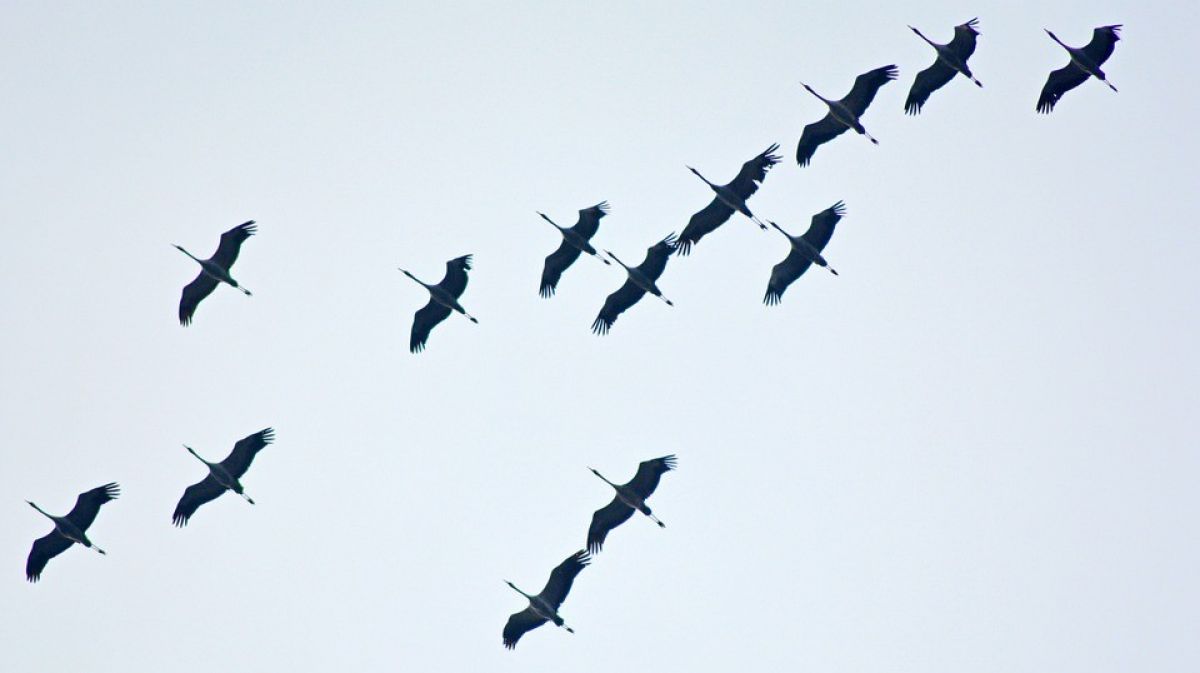 Kraniche haben eine größere Spannweite als Wildgänse, ihre Flügelenden sind gespreizt und ihre Beine ragen über das Schwanzende hinaus. von Pixabay