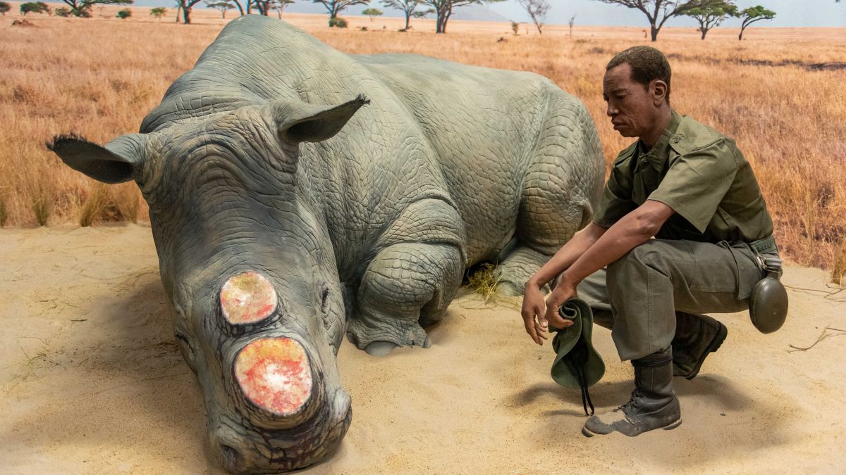Ein Ranger bei einem Nashorn. Wilderer holten sich das wertvolle Horn. So ein Tier ist laut Kai Dr. Fülkner ist 250.000 Euro wert. von Nils Dinkel