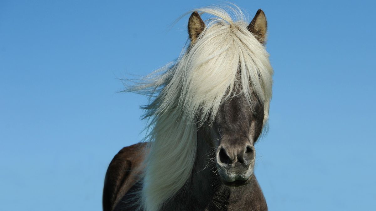 Symbolfoto Pony von Pixabay.com/Ute Becker