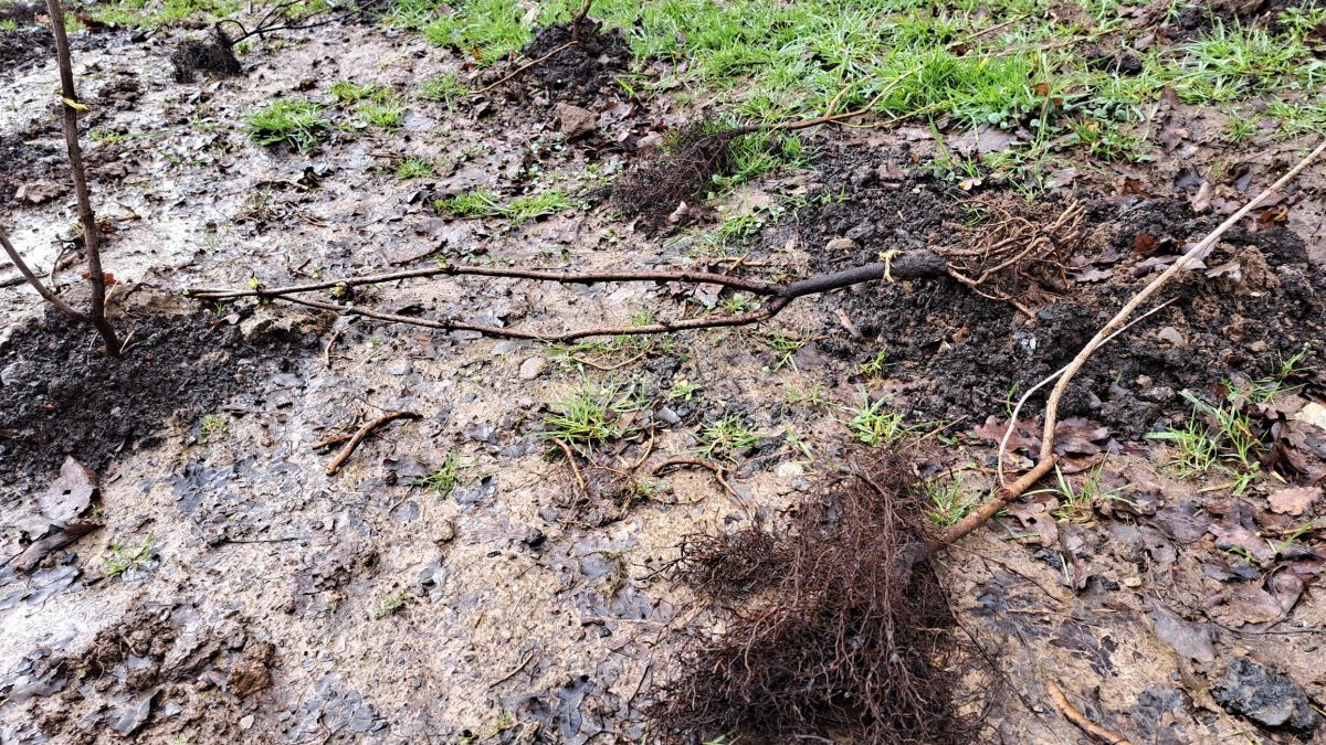 In einem Neubaugebiet in Heggen wurden auf einer Ausgleichsfläche zahlreiche Gehölze aus dem Boden gerissen. von Gemeinde Finnentrop