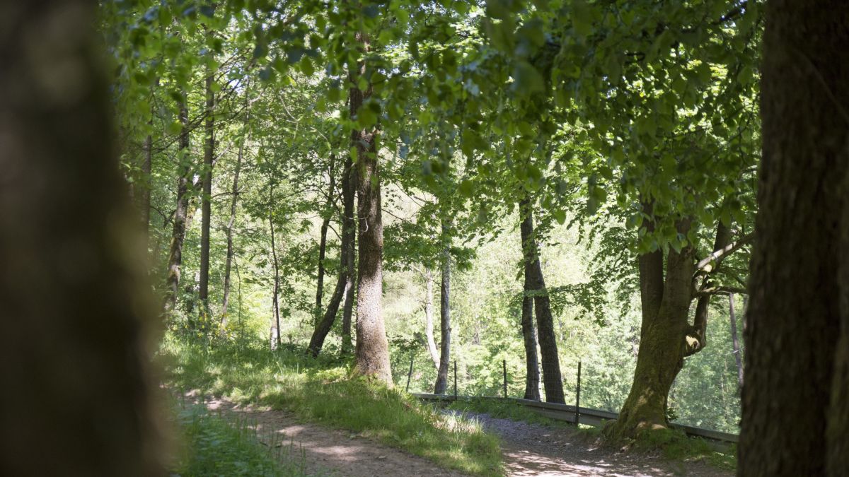 Symbol, Wandern, Natur, Wald, Spazieren, Spaziergang, Sonne, Sommer, Frühling, Wanderung, SGV