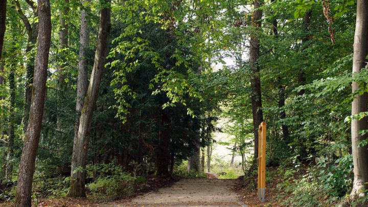 Der Waldfriedhof Maria Königin bietet die Möglichkeit der naturnahen Bestattung.