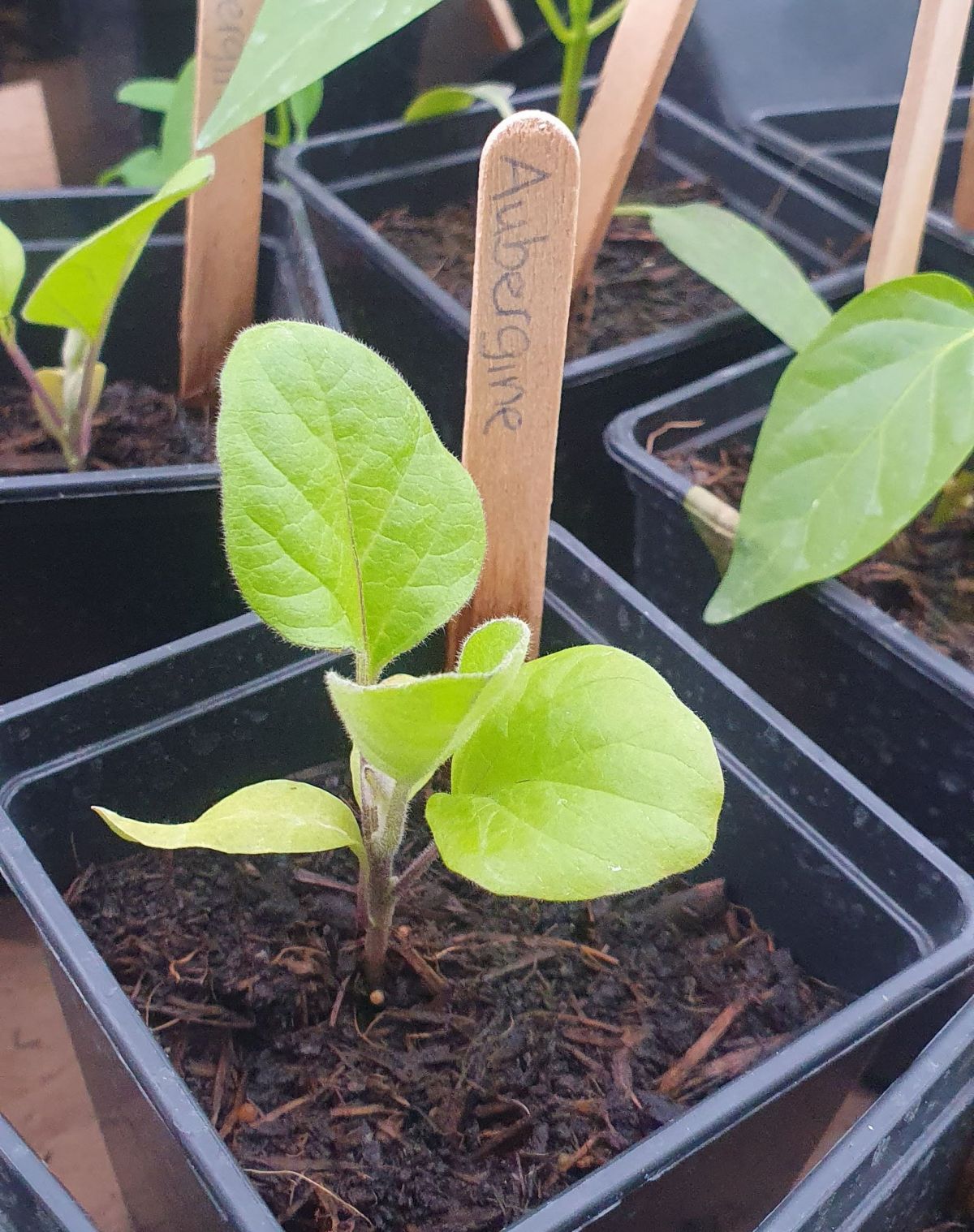 Kleine Pflanzen werden an dem Stand in Attendorn verkauft. von privat